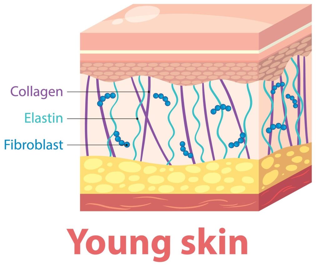 structure-young-skin-layers_1308-172066